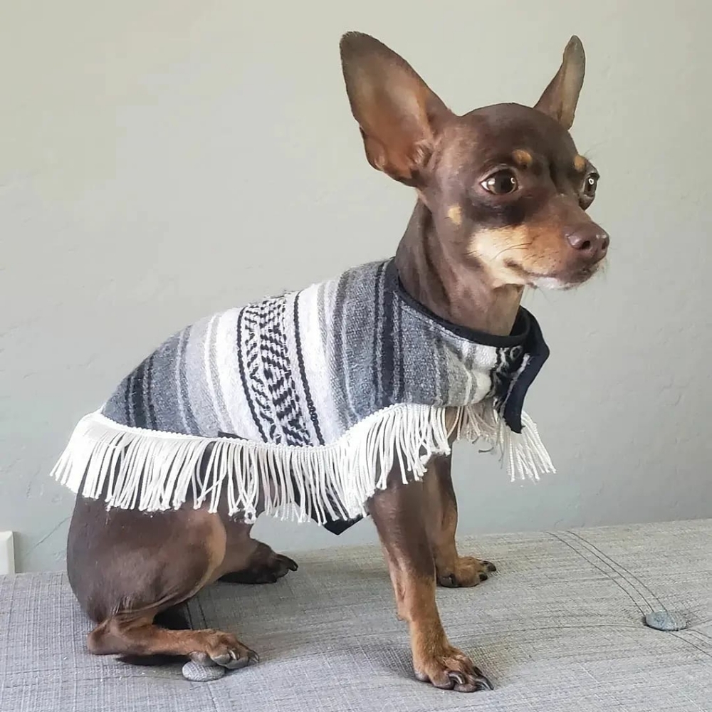 Dog and cat panchos